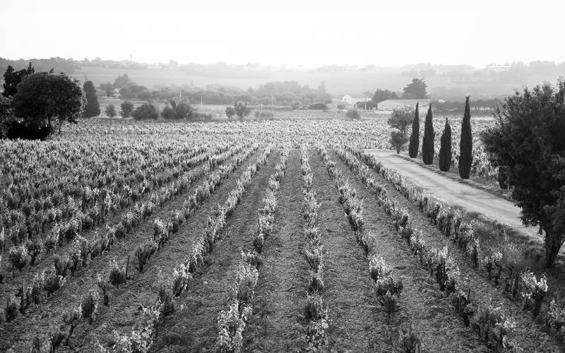 Châteauneuf-du-Pape AOC, Domaine de Saint-Préfert