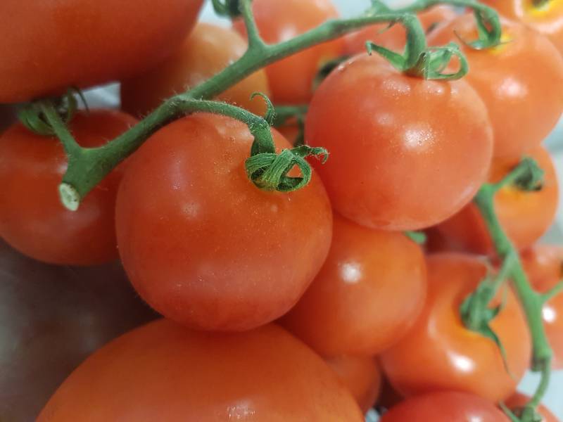 Tomates fraiches